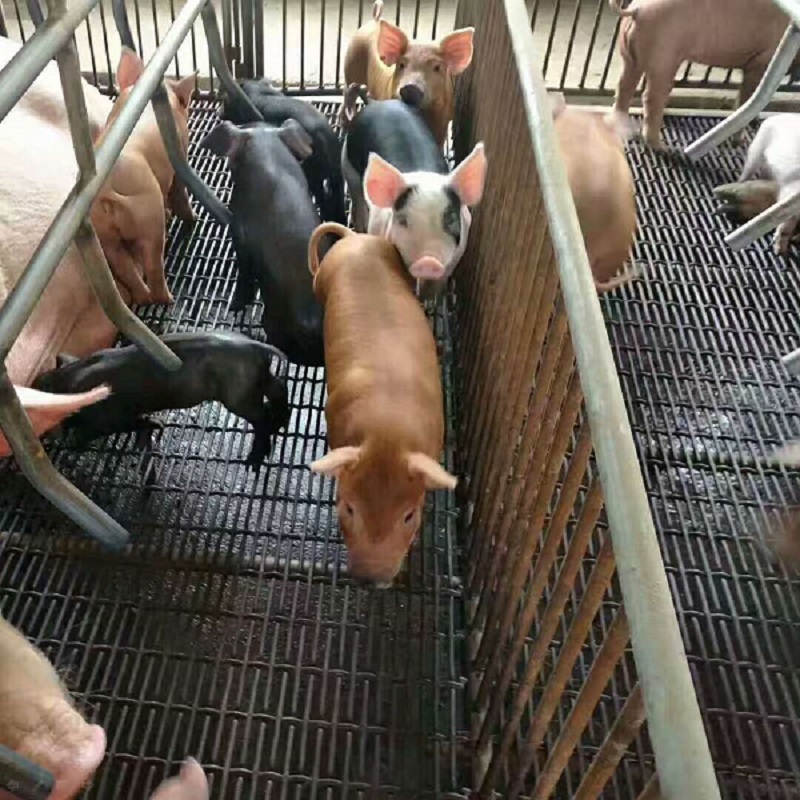 養豬軋花網-www.miefzcp.cn